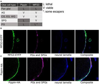 Plasticity of Carbohydrate Transport at the Blood-Brain Barrier